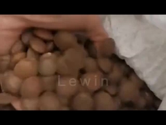 サチャインチ種子油